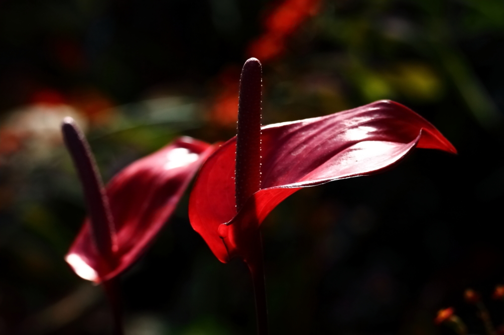 2014 02 24 HTP 36094e