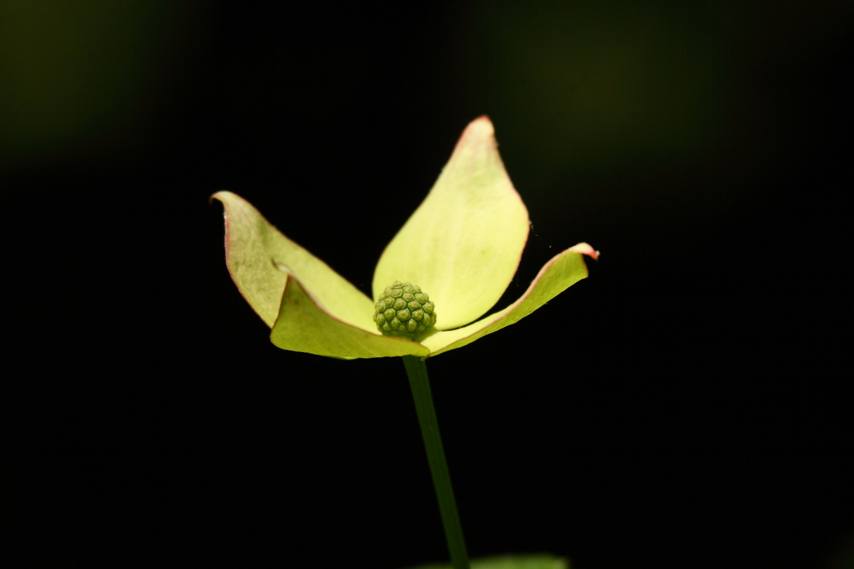 2014 05 29 HTP 55932