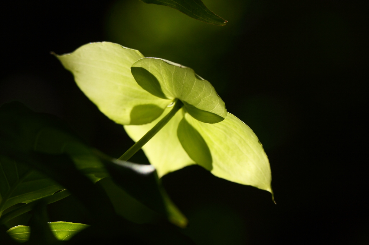 2014 05 29 HTP 55979