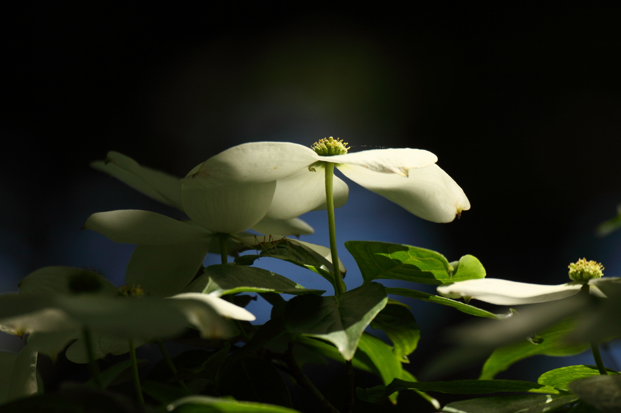 2014 05 29 HTP 55984