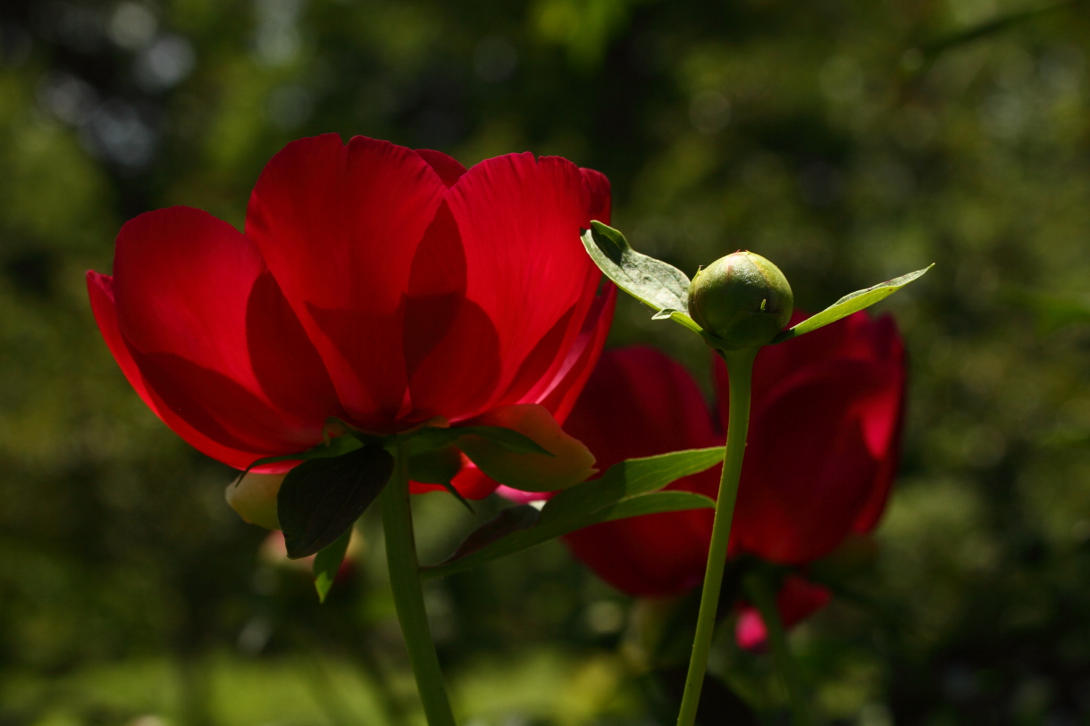2014 05 29 HTP 56250
