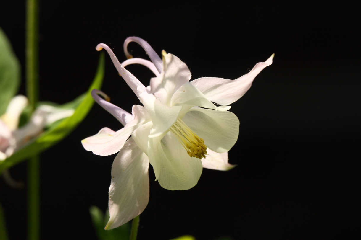 2014 05 29 HTP 56365