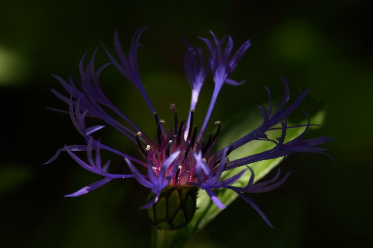 2014 05 29 HTP 56453