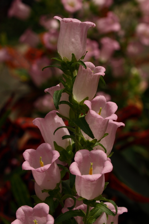 2014 05 29 HTP 56589