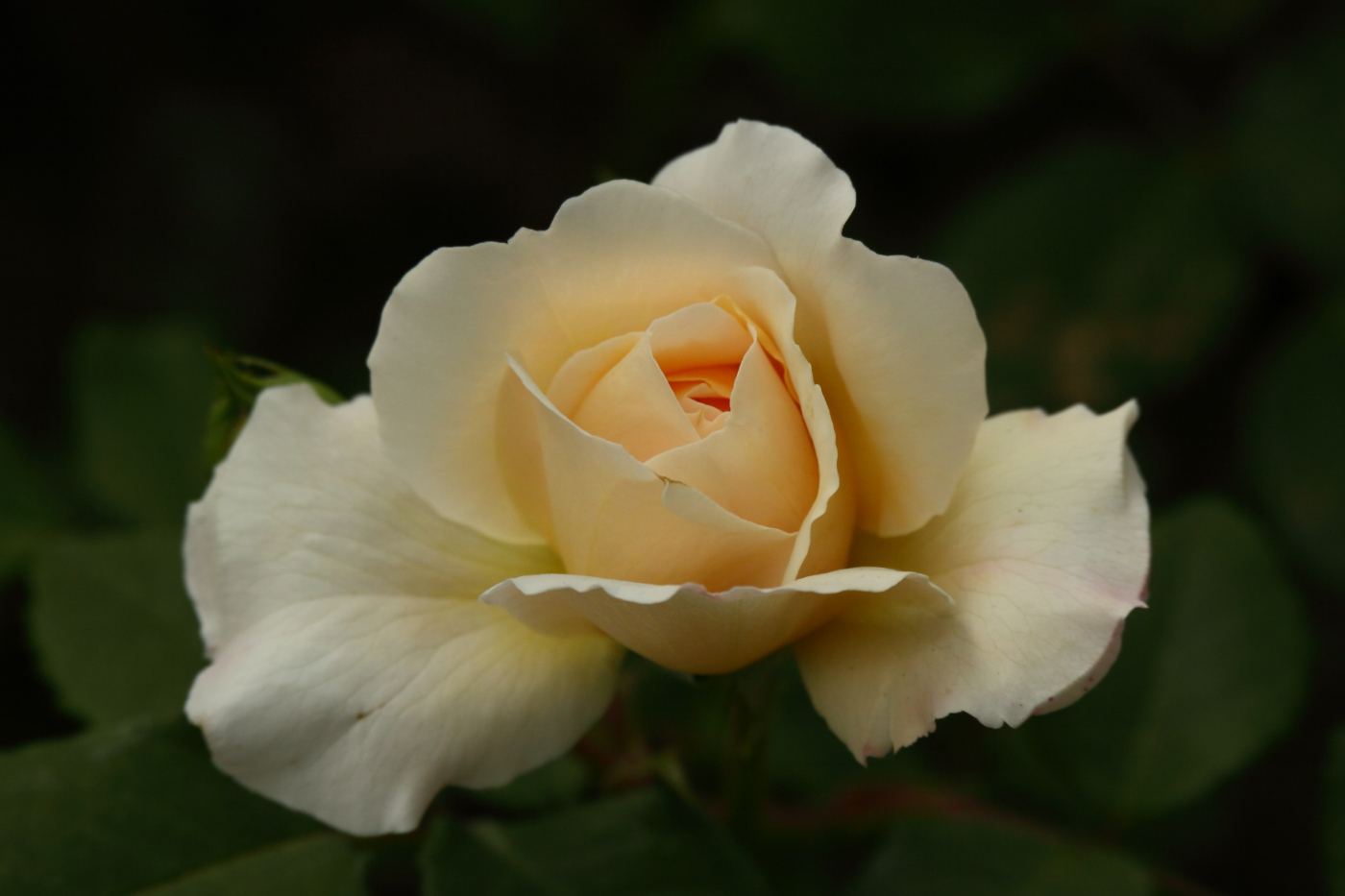 2014 06 03 HTP 57286