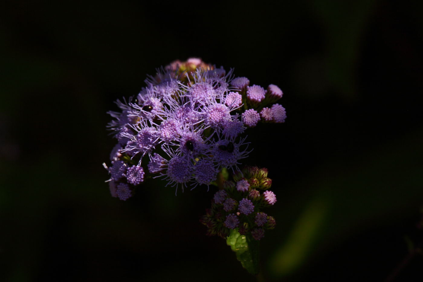 2014 08 25 HTP 81615
