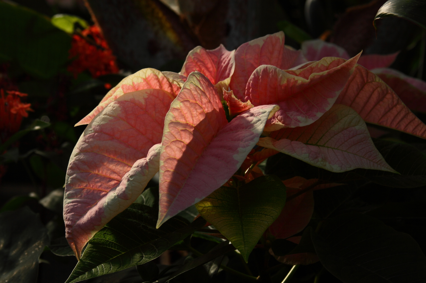 2014 12 19 HTP 000010094