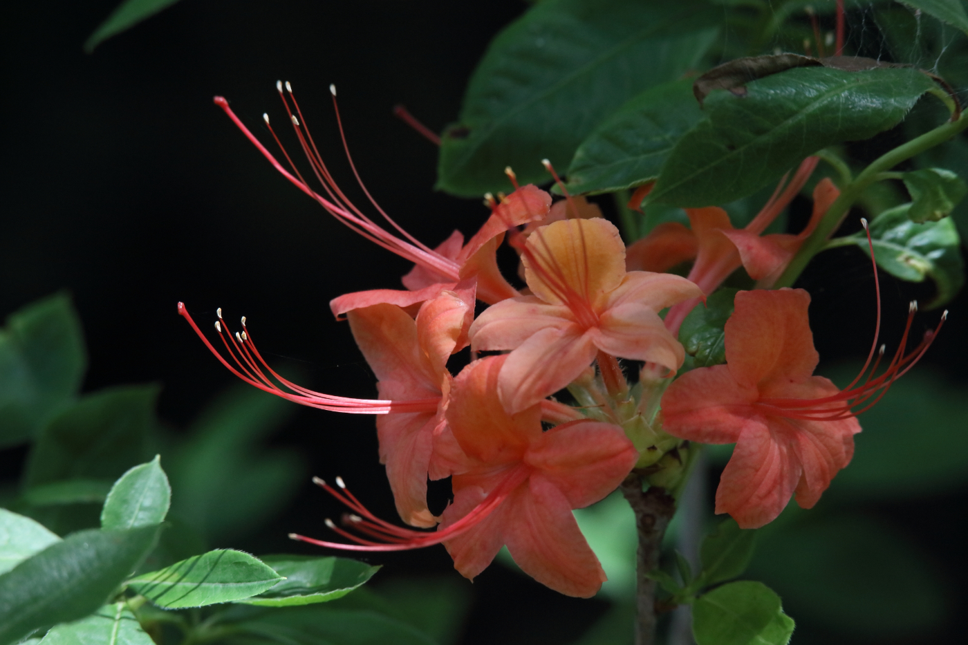 2015 07 06 HTP 0488