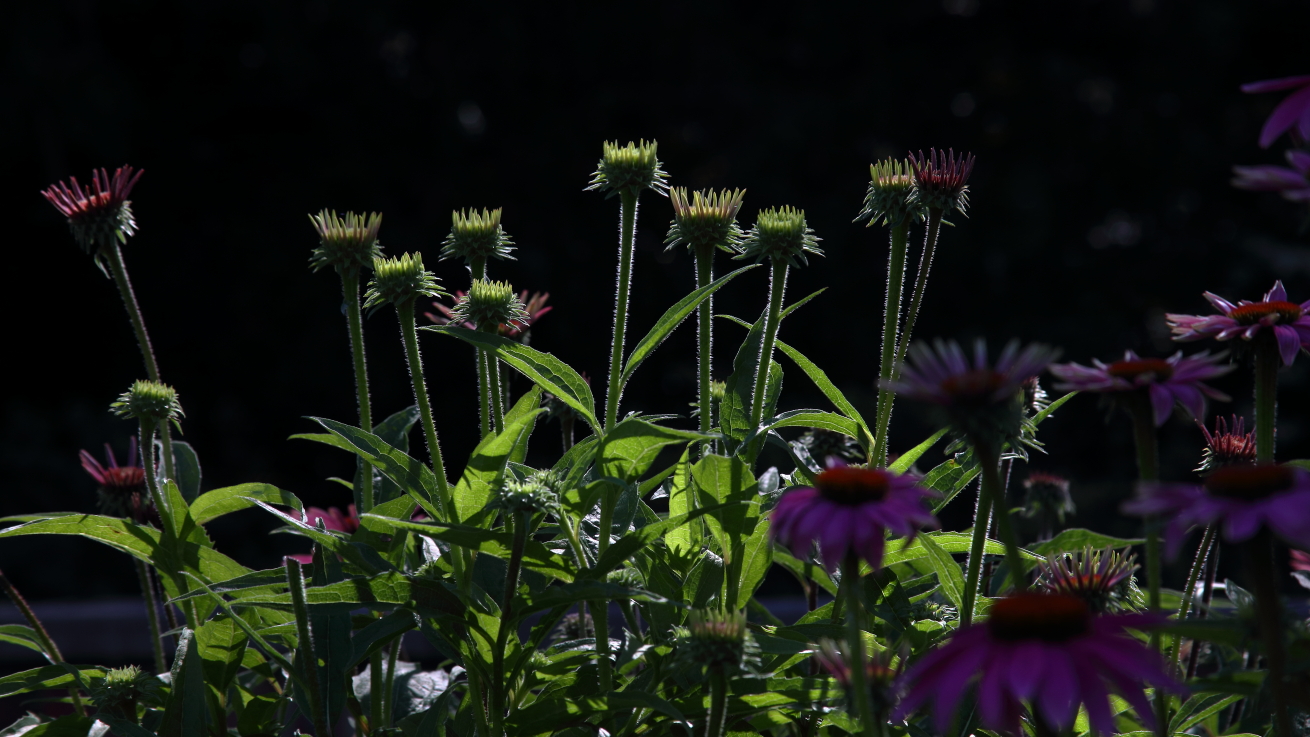 2015 06 29 HTP 000000406e