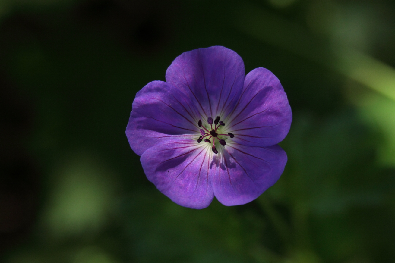 2015 07 16 HTP 000069504e