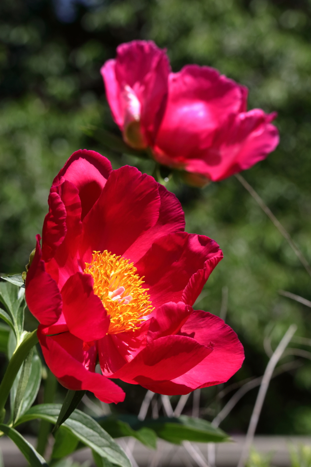 2017 05 21 HTP 19311
