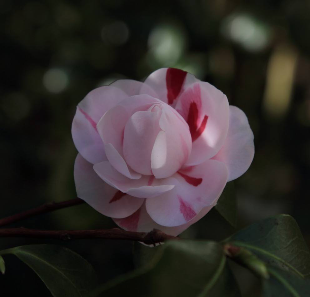 2018 03 18 HTP 01519ef