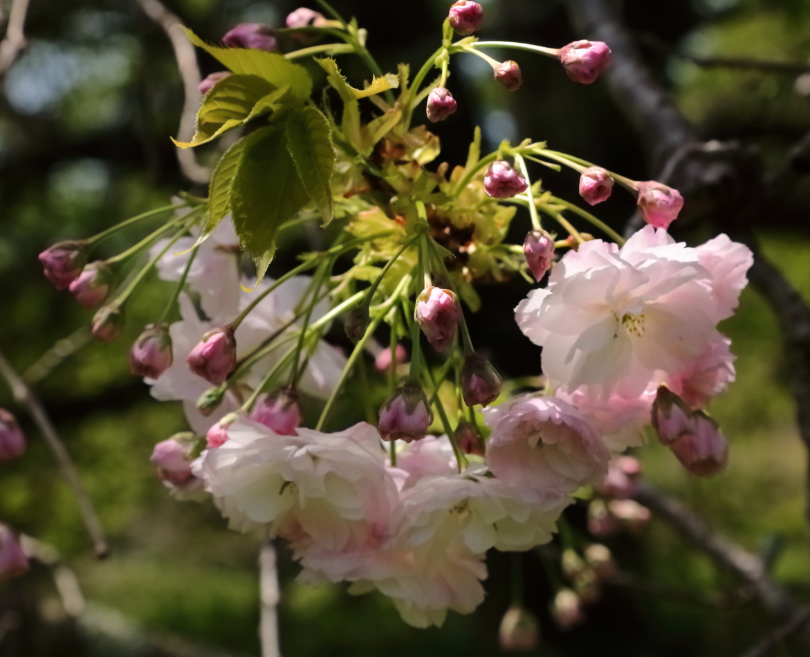 2018 05 03 HTP 14166