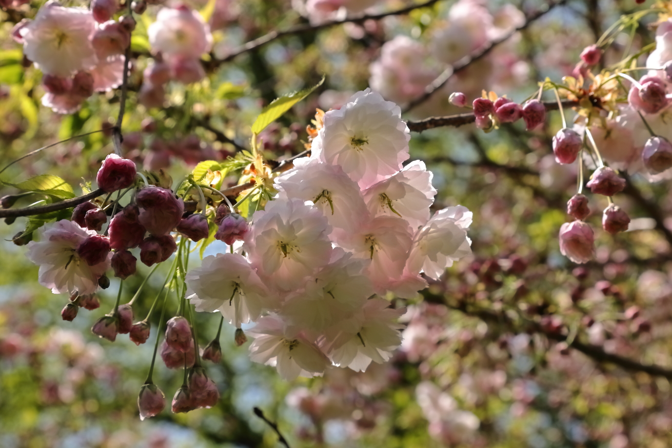 2018 05 03 HTP 14168