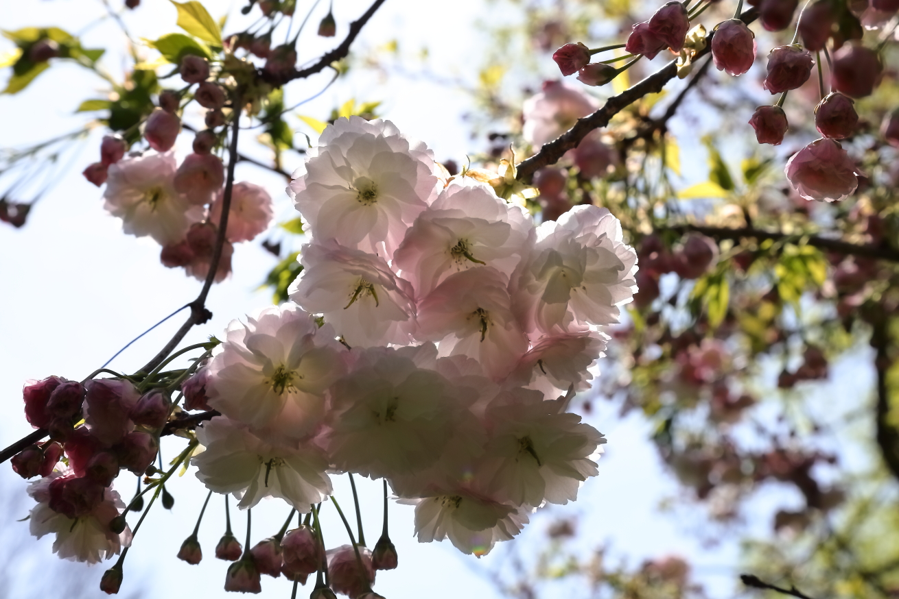 2018 05 03 HTP 14202