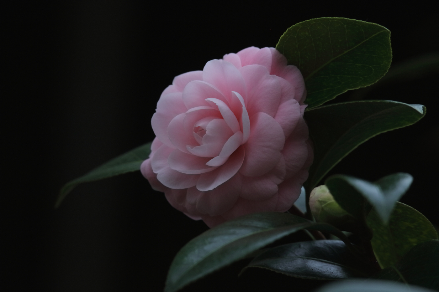 2019 01 23 HTP 0630