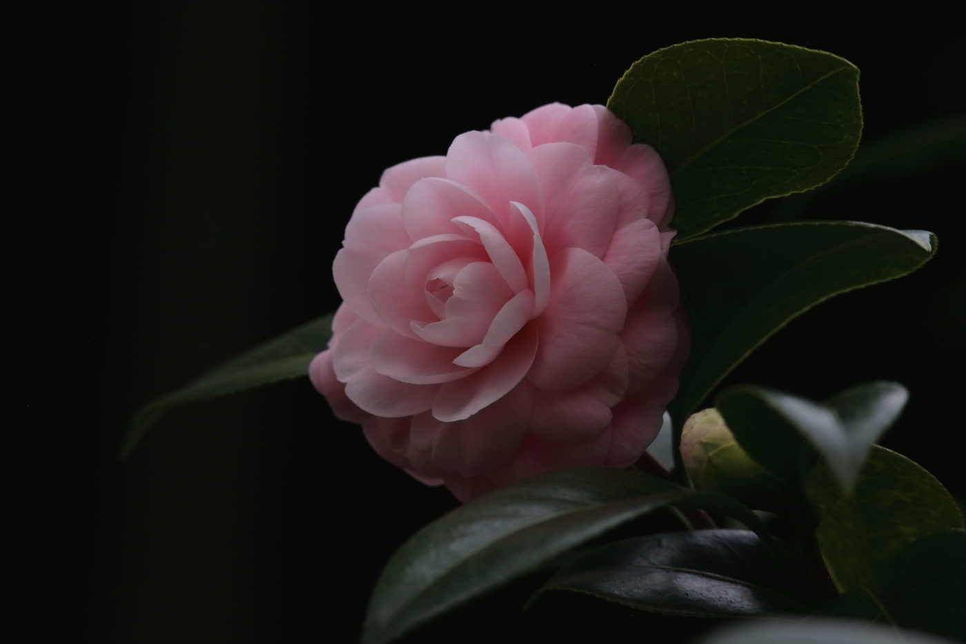 2019 01 23 HTP 0630a