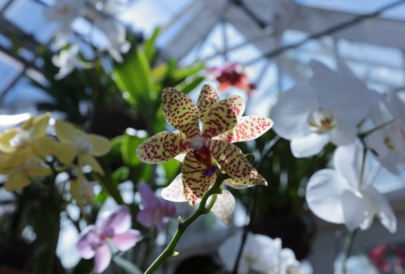 2019 03 26 HTP 90142