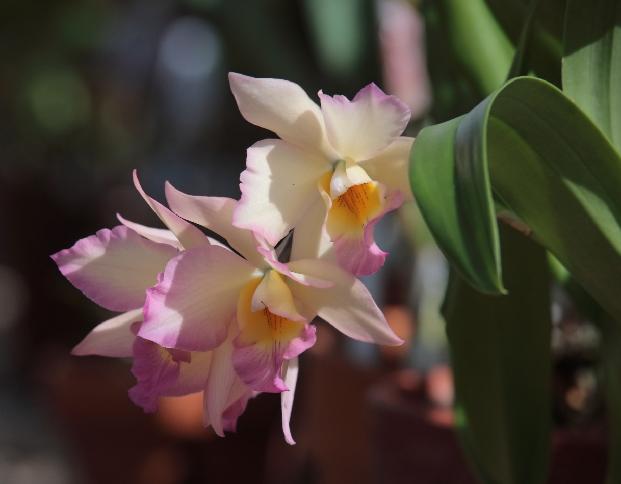 2019 03 26 HTP 90442