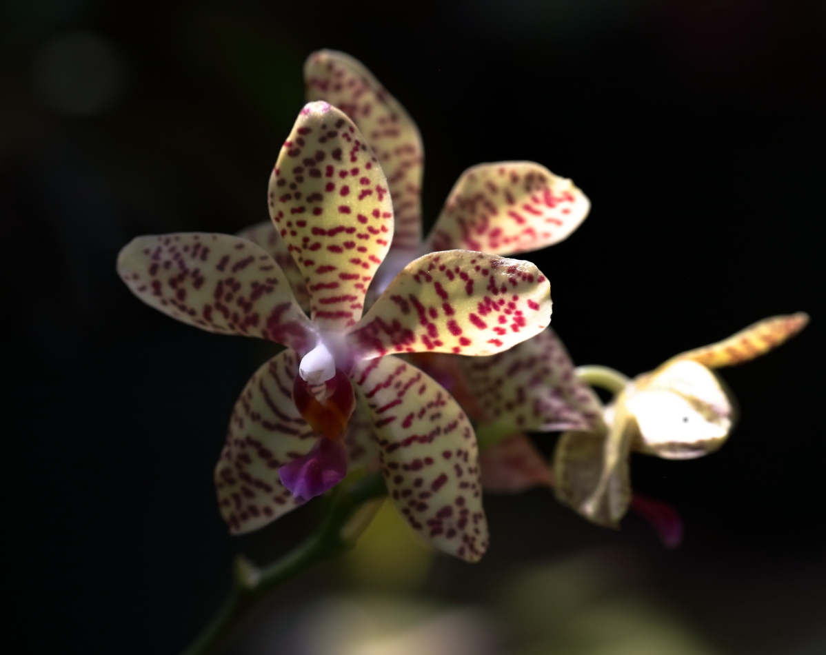 2019 04 07 HTP 90153