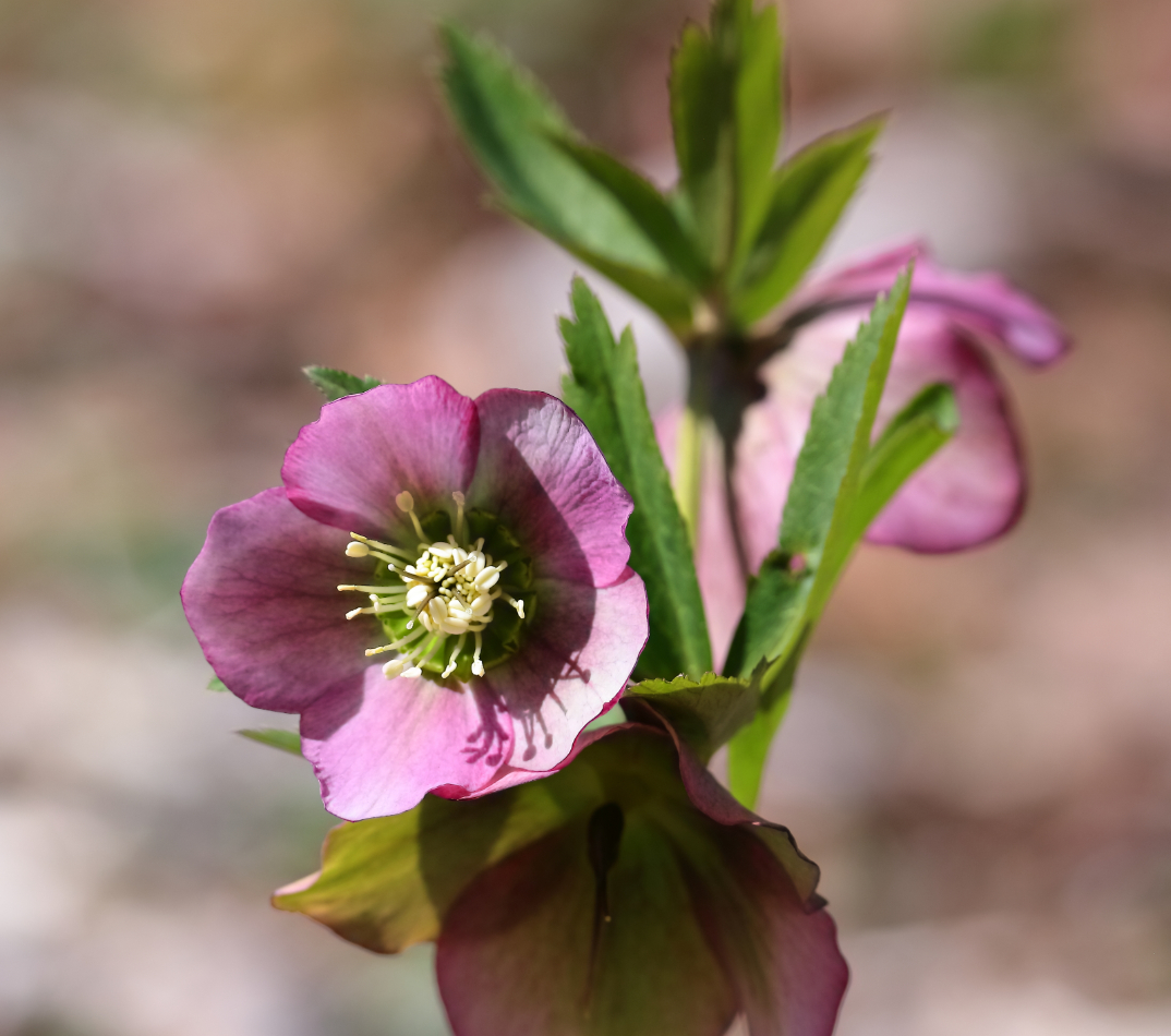 2019 04 07 HTP 90691