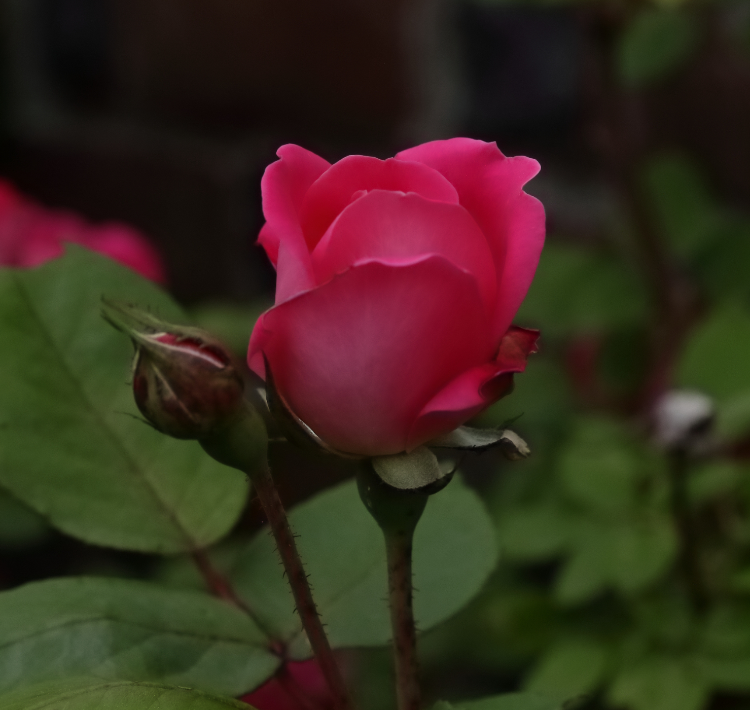 2025 05 25 HTP 50546e5