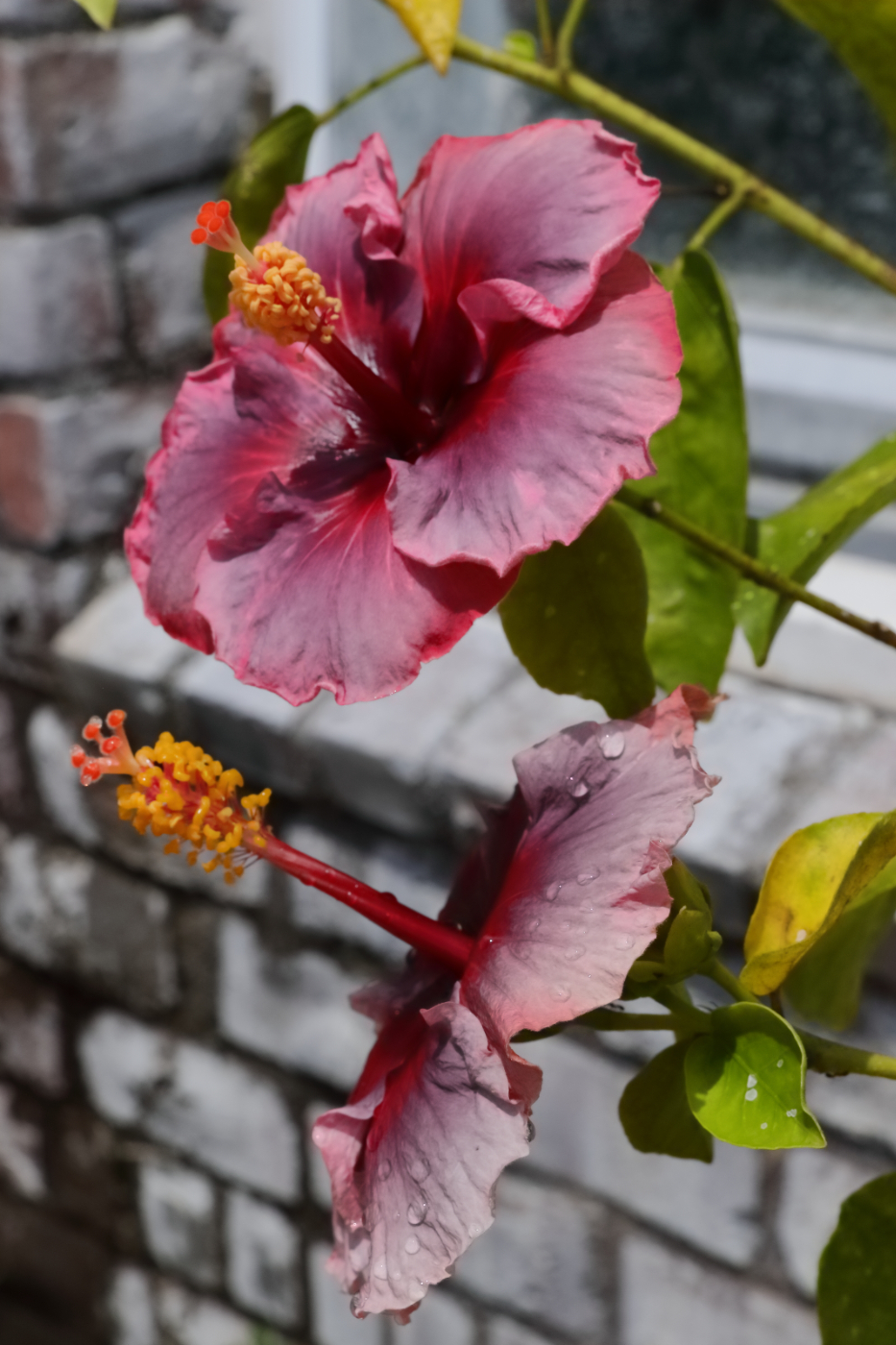 2025 06 28 HTP 51264e5