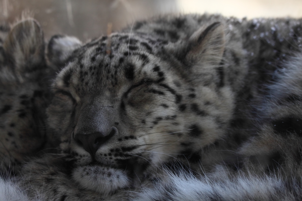 Snow Leopards NYC Zoo Feb 2014