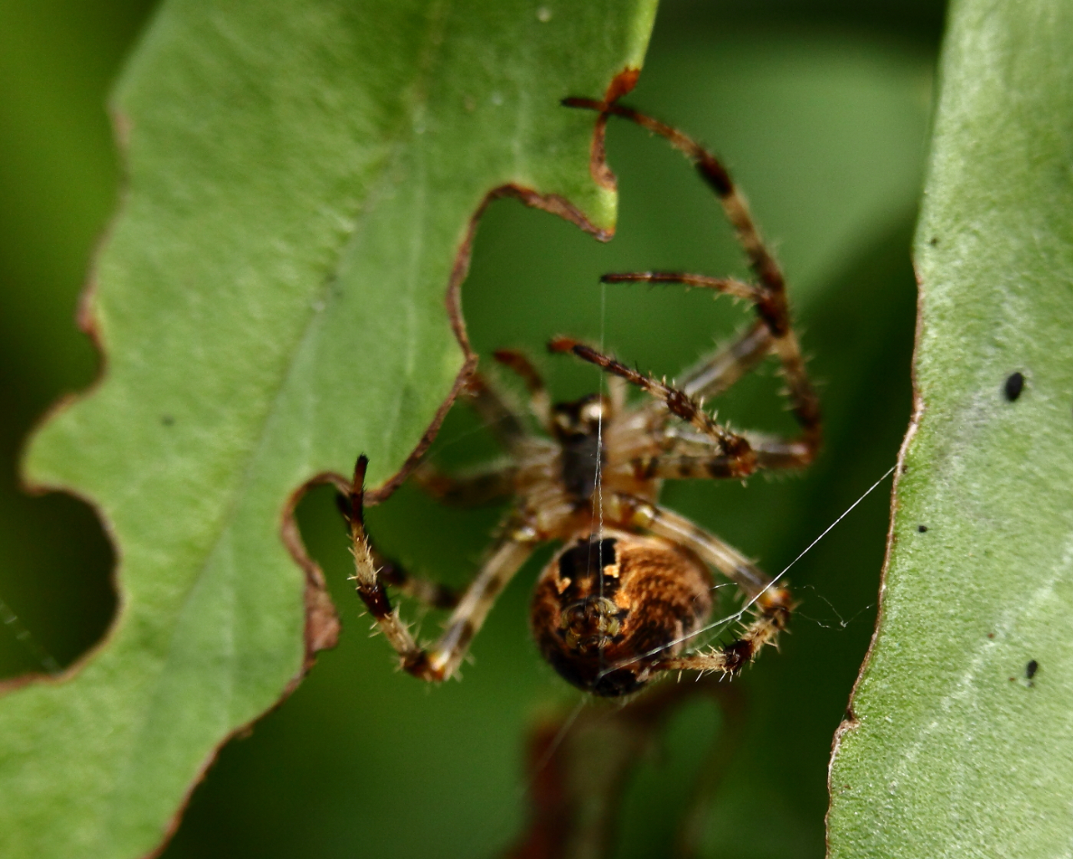 2013 09 01 HTP 04803e