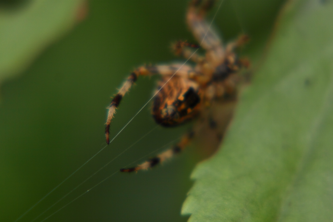 2013 09 01 HTP 04861