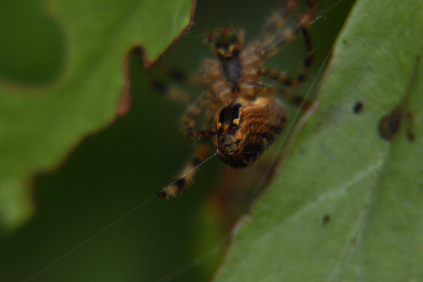 2013 09 01 HTP 04863
