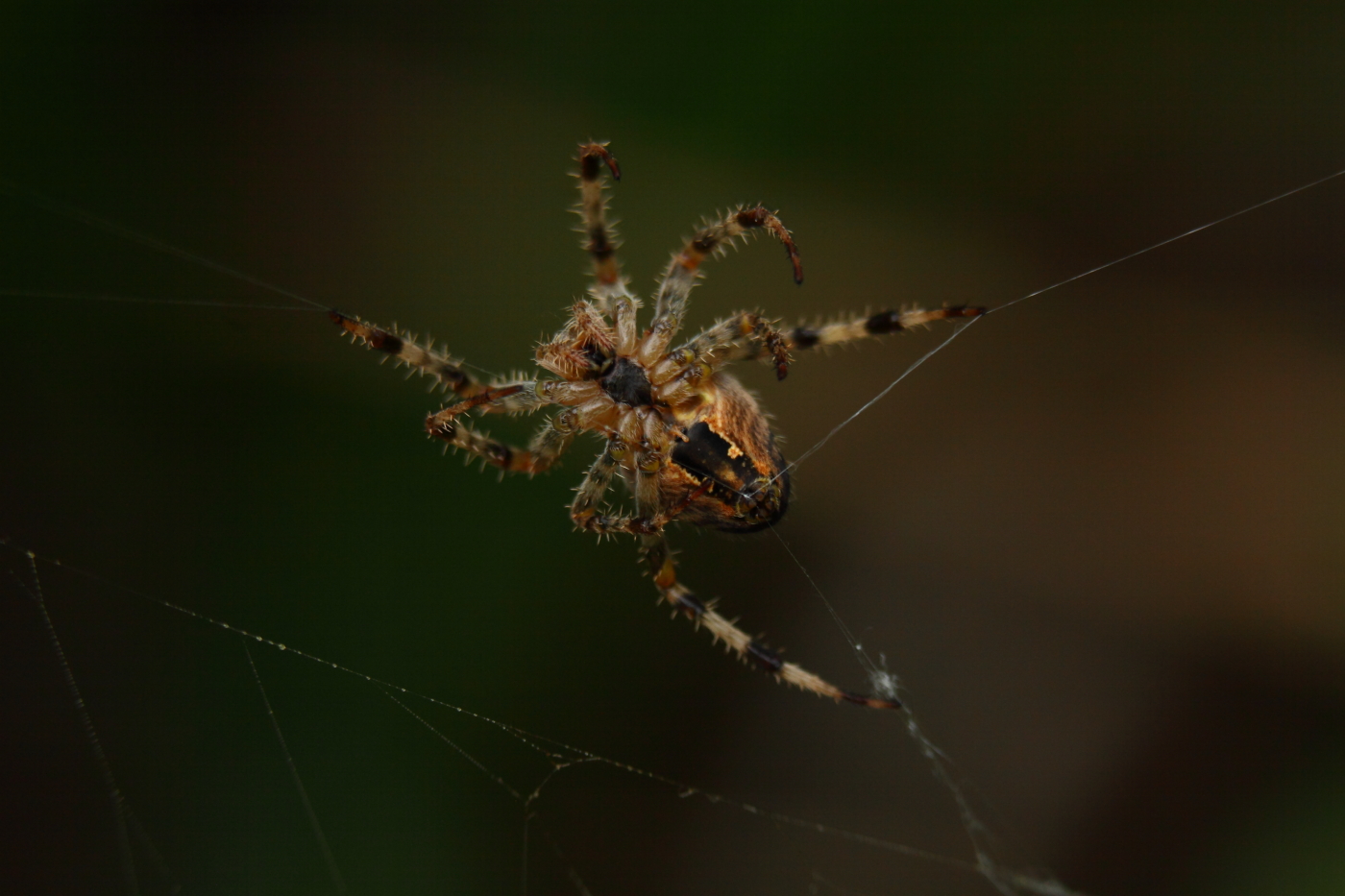 2013 09 01 HTP 04944