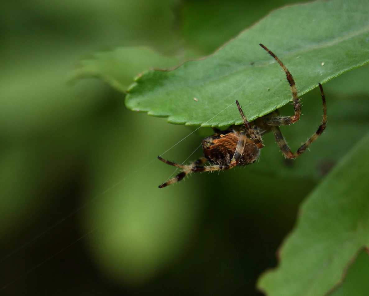 2013 09 01 HTP 04950e