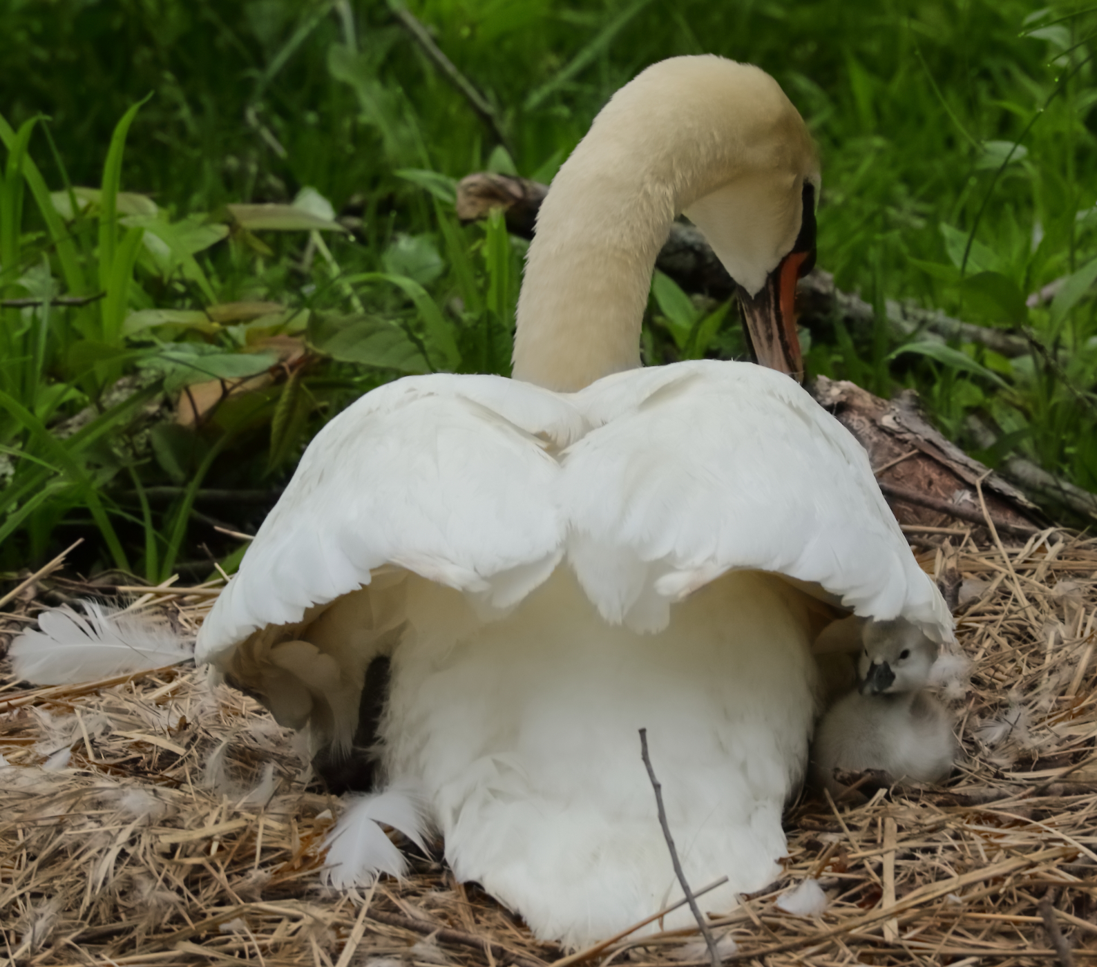Swan Couple from Hecksher Park Pond 2025
