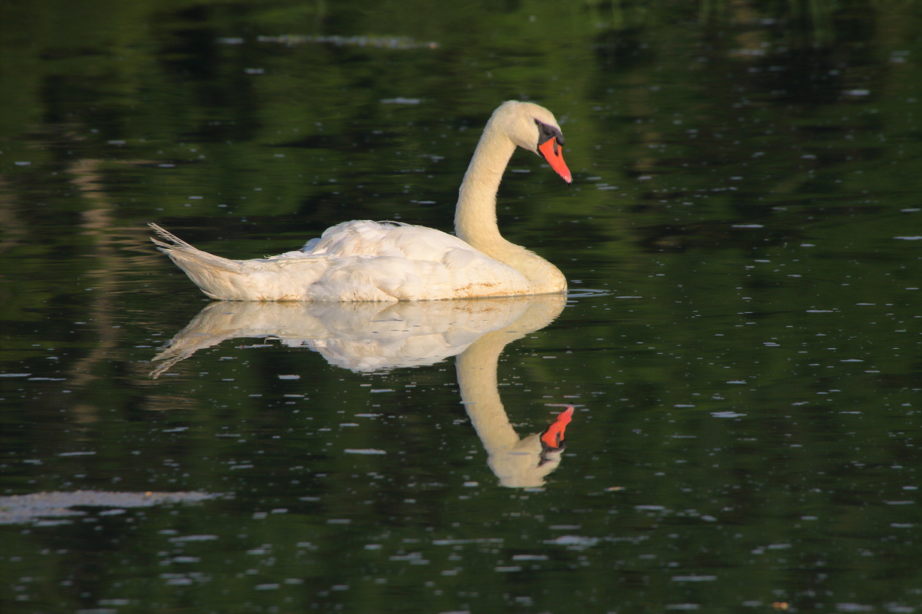 Swans