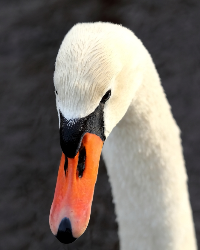 2013 03 31 IMG 01161e