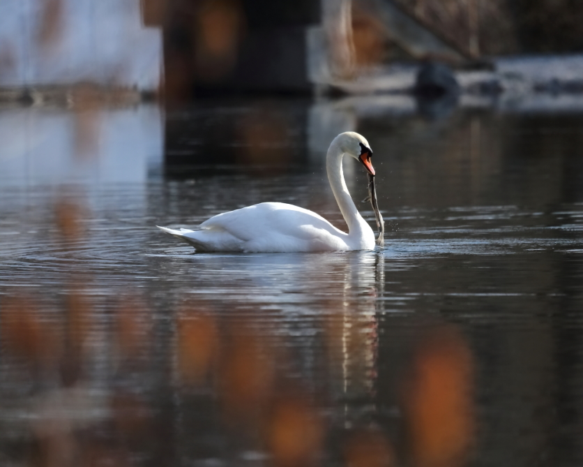 2013 03 31 IMG 01306e