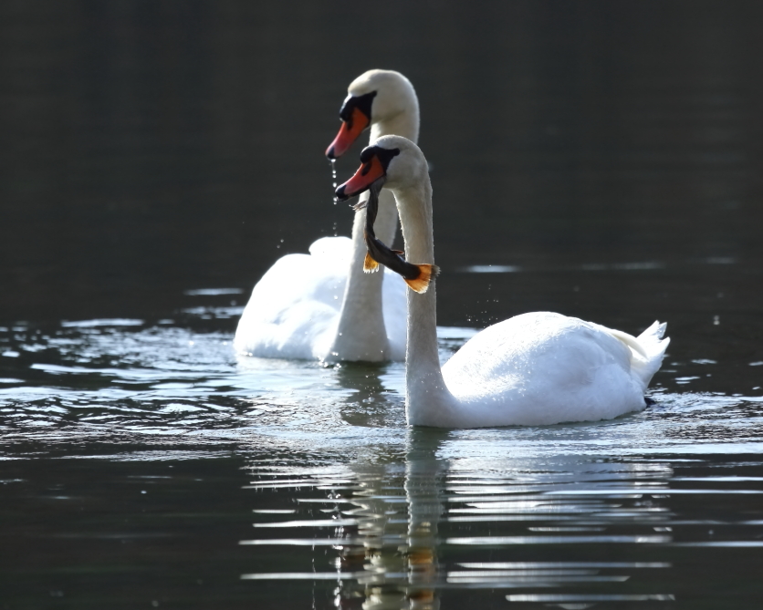 2013 03 31 IMG 01354e