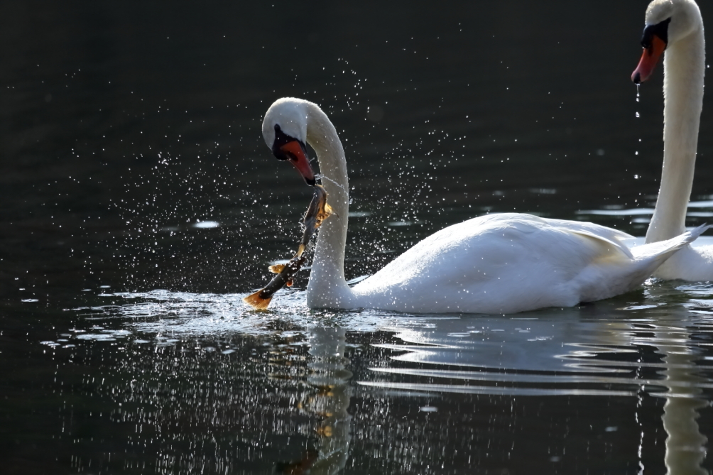 2013 03 31 IMG 01369e