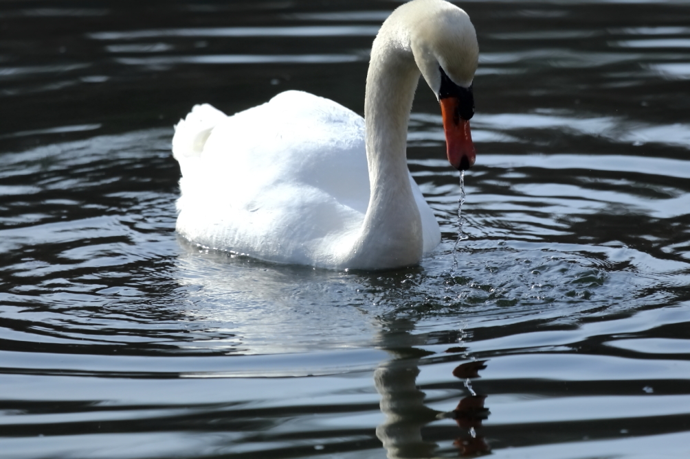 2013 03 31 IMG 01412e