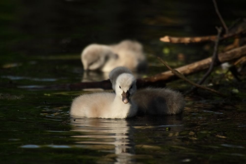 2013 06 01 IMG 08295