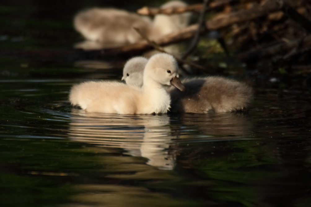 2013 06 01 IMG 08297