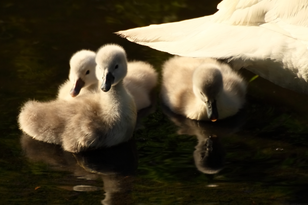 2013 06 01 IMG 08340