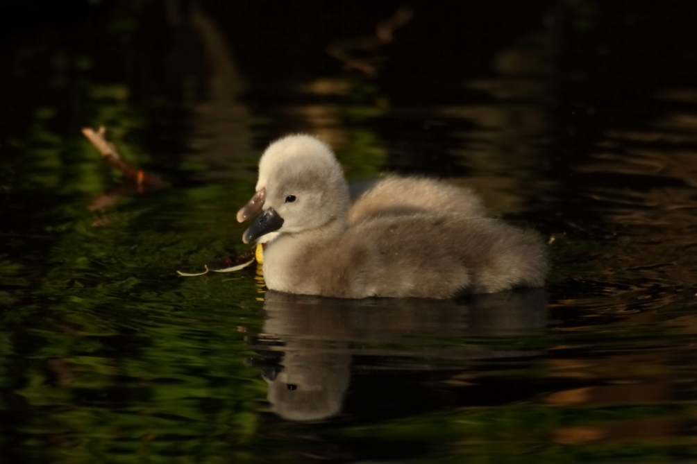 2013 06 01 IMG 08378e