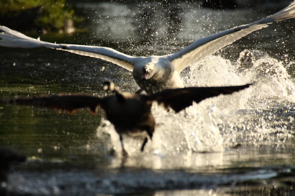 2013 06 05 IMG 09061