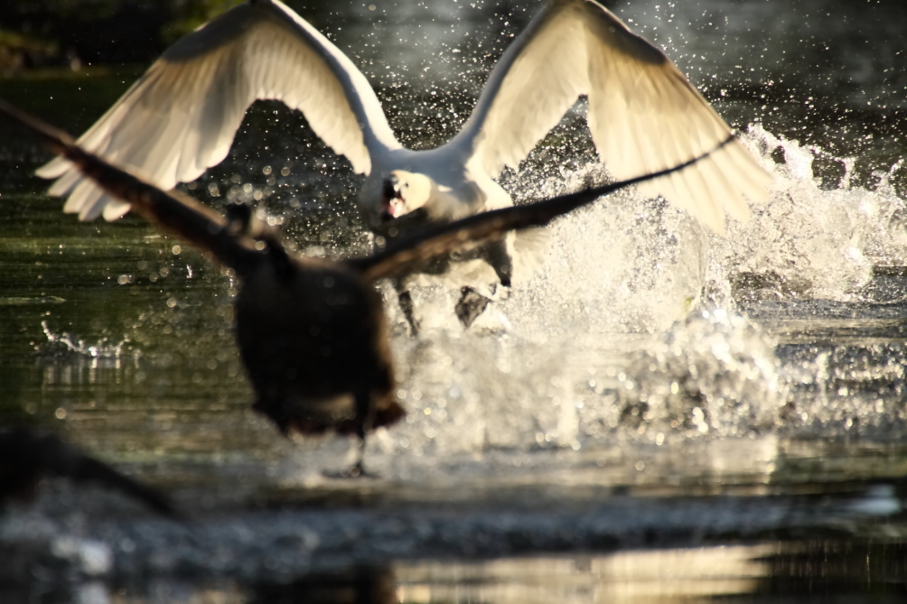 2013 06 05 IMG 09062