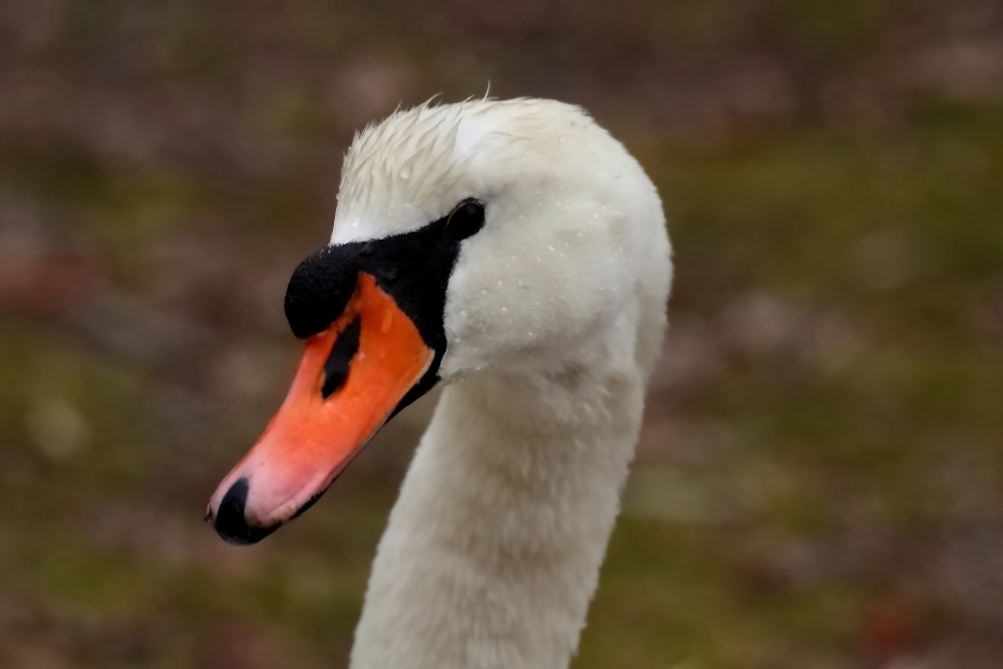 2014 04 02 HTP 41281e