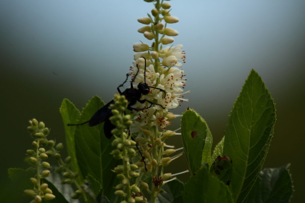Wasps and Hornets