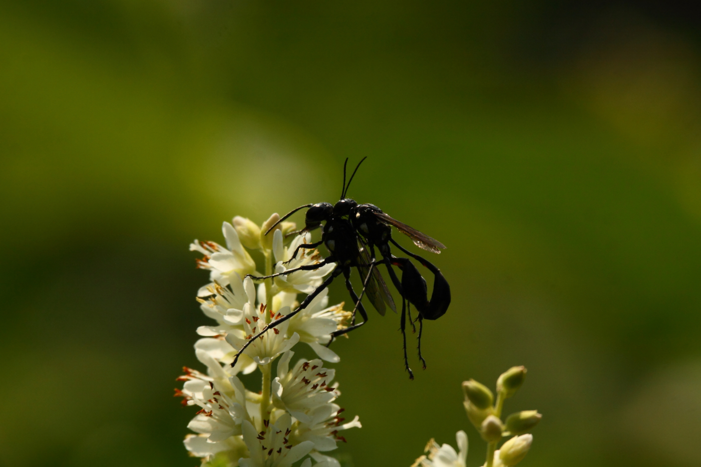 2014 07 31 HTP 77215