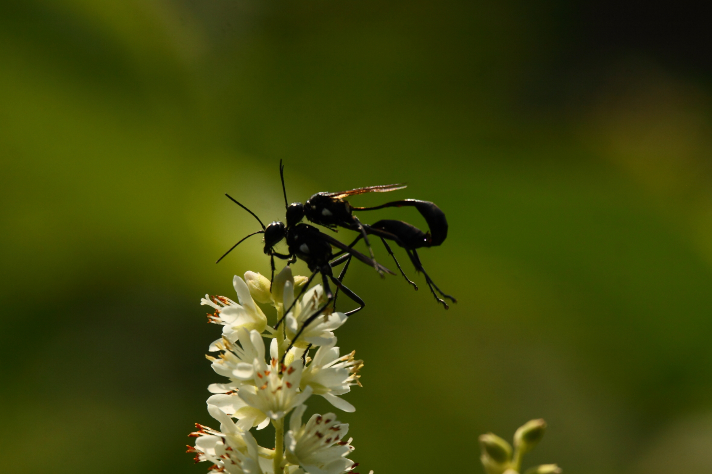2014 07 31 HTP 77219